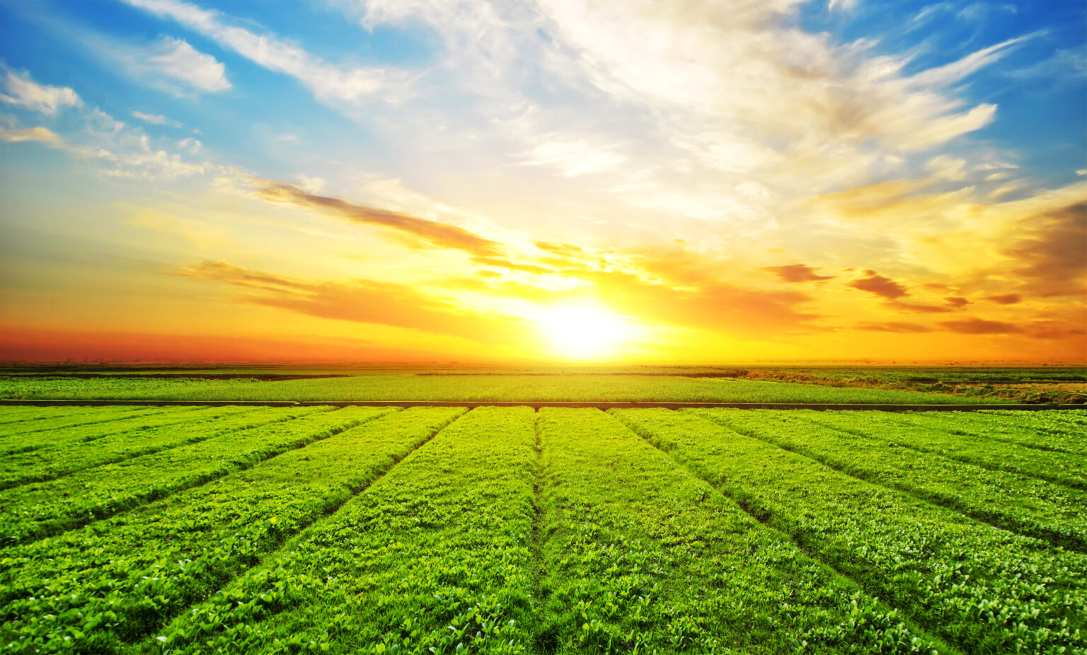 The Pros And Cons Of Buying A Farmland SiriDharini